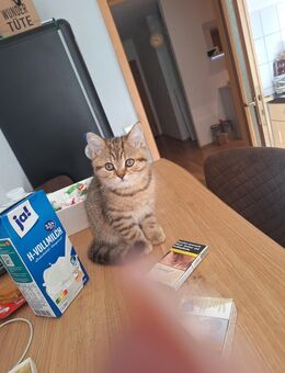 Kater 3 Monate alt - Hagen (Stadt der FernUniversität) Zentrum