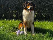 Australian Shepherd Junghündin - Fehmarn