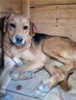 Ocean - Pflegestelle oder Zuhause gesuch - Oberwies