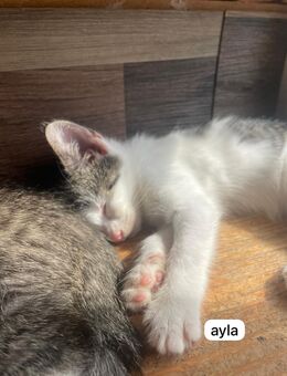 Hauskatzen suchen neues zuhause - Hechthausen