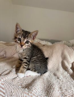 Kitten suchen ein liebevolles Zuhause 💞 - Niederfell