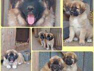 Germanische Bärenhunde Welpen - Escheburg