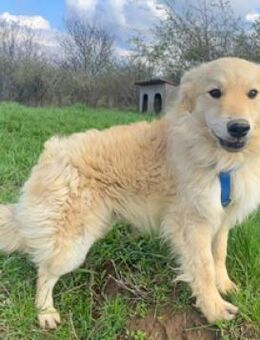 Albert ist ein fröhlicher junger Rüde - Schwarmstedt