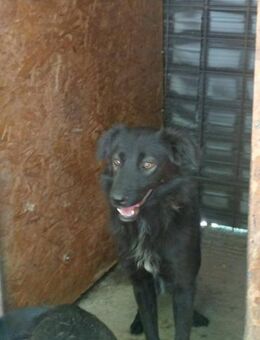 Nino - braucht Hundeflüsterer - Dreikirchen