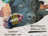 GRIZZLY - ein Bärchen auf Familiensuche - Waakirchen