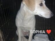 Sophia sucht ein Zuhause für immer - Burgthann