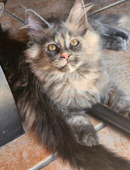 XXl Maine Coon kitten - Gifhorn