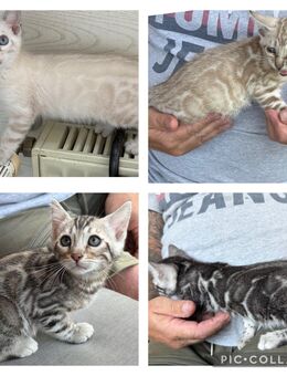 Exklusive Bengal kitten mit Stammbaum - Dortmund