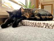 Katzenbrüder suchen neues Zuhause - Kitzingen Zentrum