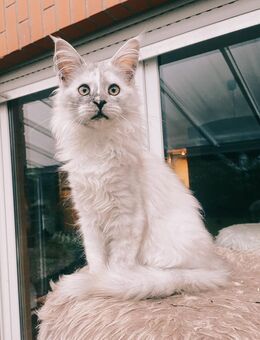 Maine Coon Kitten mit Stammbaum - Dortmund