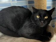 Nuez Zurückhaltender, freundl.Kater - Benediktbeuern