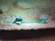 Halsbandleguan Pärchen, ca 5 Jahre alt - Bergheim (Nordrhein-Westfalen)