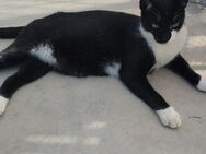 Lebhafter, sozialer Kater Theo - Karlsruhe