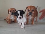 Süsse Französische Bulldogge - Zwergpinscher Mix Welpen