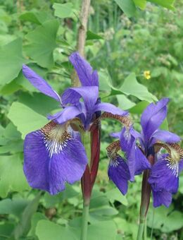 Iris sibirica, sibierische Schwertlilie - Soest