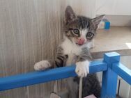 Kleine Katze , Kitte an Tierliebhaber abzugeben - Mockrehna