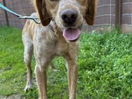 Traum Spaniel Jin sucht neues Körbchen# - Essen