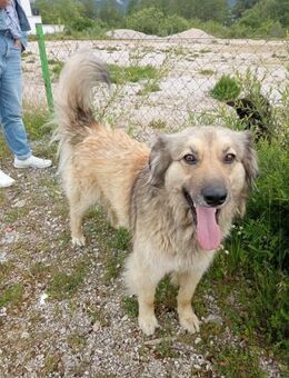 Slotka - aufgeschlossener Hund - Hausen (Würzburg)