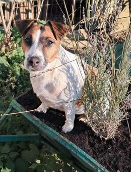 Jack Russell Terrier bildhübsch geb.2022 - Remagen