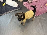 kleine Charlotte sucht ein Zuhause - Ebstorf (Klosterflecken)
