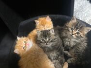 Maine Coon & Perser Mix - Bad Salzuflen