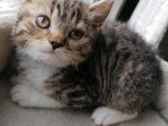 Selkirk Rex British Kurzhaar Katerchen 500 Eur - Heide