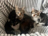 Katzenbabys abzugeben - Rodenbach (Hessen)