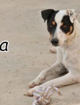 Koa sucht sein Abenteuer - Essingen (Rheinland-Pfalz)