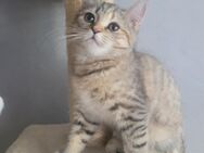 BKH Kitten - Ludwigshafen (Rhein)