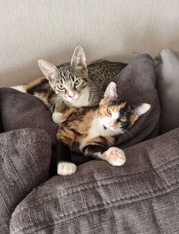 Wiska und Luna 7 Monate alt - Marl (Nordrhein-Westfalen)