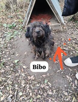 Bibo an der Kette völlig verwahrlost - Berlin