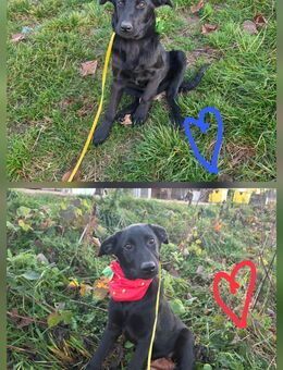 Unser sehr verschmuster Labradormischlingswelpen L ca 50 cm ,kastr. - Hohe Börde