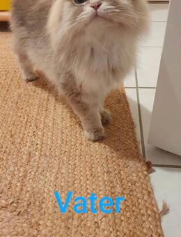 Babykatze suchen neue Zuhause (Mai Katzen) - Lüneburg
