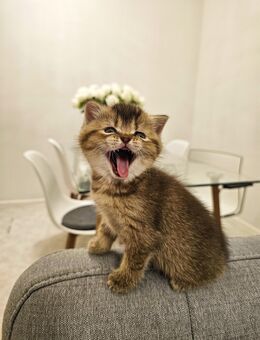 BKH Katze gold W - Berlin