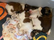 Shih-Tzu Welpen mit Herz und Herkunft - Leipzig