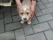 Verkaufe süße Hundewelpen - Daberkow