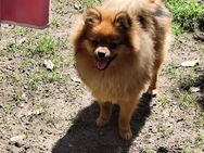 Pomeranian Rüde Fluffy - Kämpfelbach