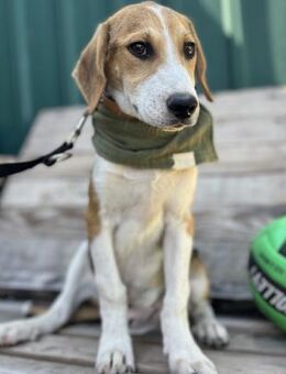 Elvis - Sozialer Junghund sucht Familie - Berlin