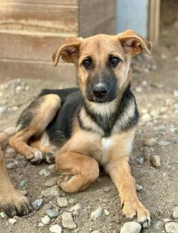 Darina suct ihre Menschen - Bochum