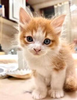 Süßer, junger Kater Simba - Karlsruhe