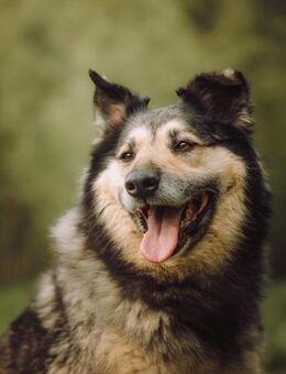 Menschenversteherin und Kennerin- Knopa - Augsburg