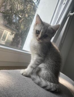 BKH Kitten suchen ein Neues Zuhause - Ahlen