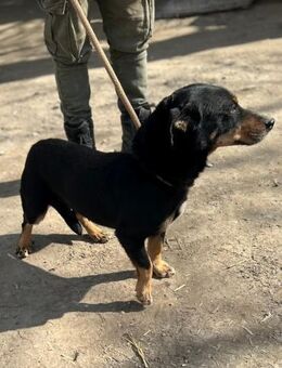 Picur 2 - geb. 05/2015 - Remagen