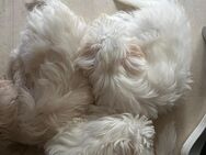 Süße Maltese Havanese Welpen - Berlin Spandau