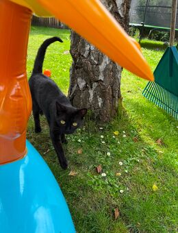 1 Jahr alte BKH & Siam Mix Katze - Dortmund Brechten