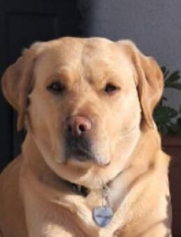 GOR: Traumhund sucht Zuhause - Gefrees