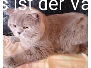 Wir haben wunderschöne Kitten sind am 10.12 24 geboren - Offenbach (Main) Kaiserlei