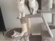 3 gesunde BKH reinrassig black silver tabby - Heiligenhaus