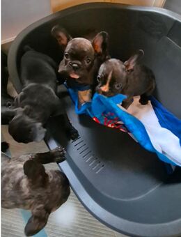 Französische bulldoggen welpen - Bad Schmiedeberg