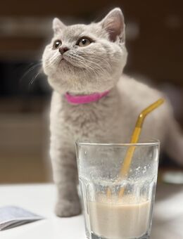 Bkh kitten kurzhaar lilac - Bünde Zentrum